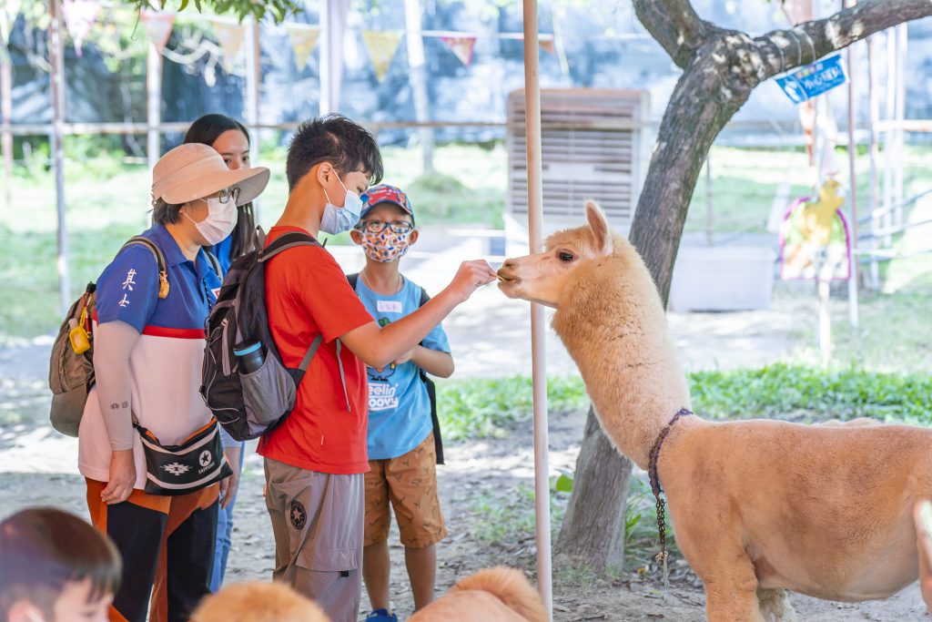 參加者首次體驗餵飼羊駝